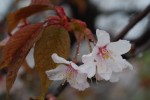 20150402ヤマザクラ	山桜	Cerasus jamasakura	3～4月